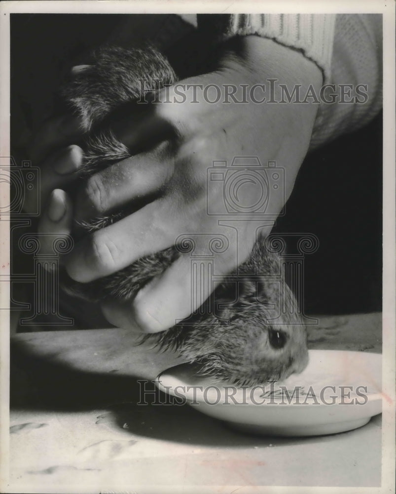 1957 Press Photo The Guinea Pig learns its good to drink- Historic Images