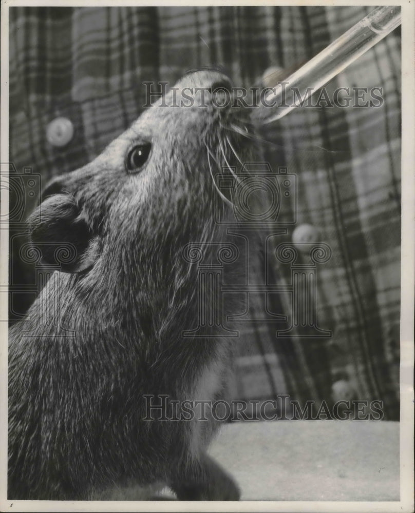 1957 Press Photo Guinea Pig Gilbert getting water from a medicine dropper