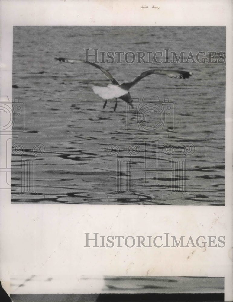 1954 Press Photo Sea gulls.- Historic Images