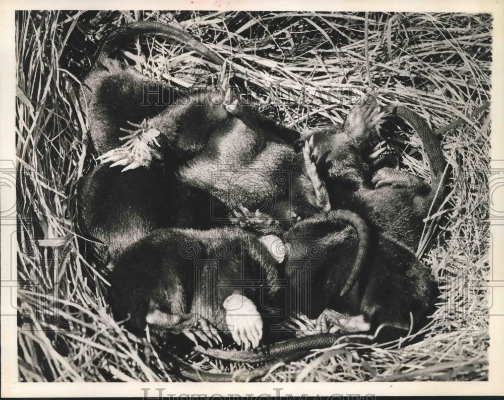 1936 Press Photo Nest of young star nosed moles.- Historic Images