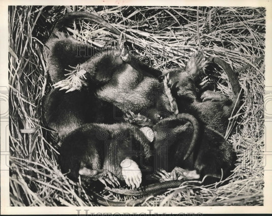 1936 Press Photo Nest of young star nosed moles.- Historic Images