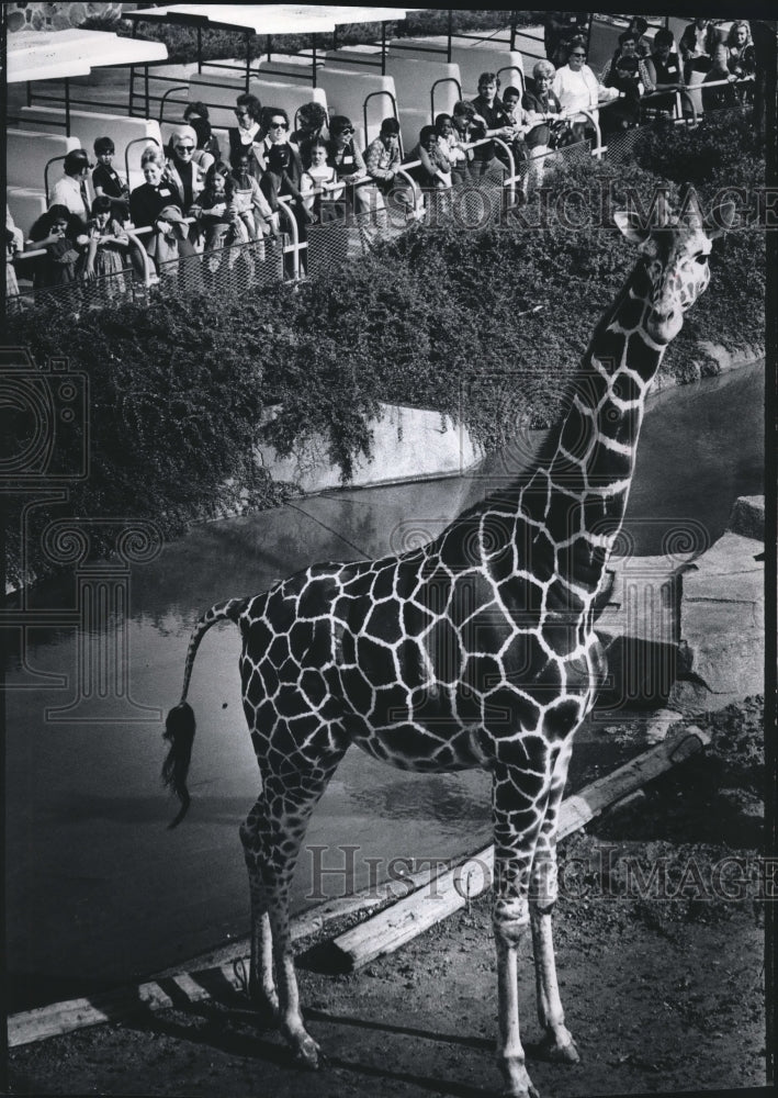 1973 Press Photo Onlookers at the zoo looking at a giraffe, Milwaukee.