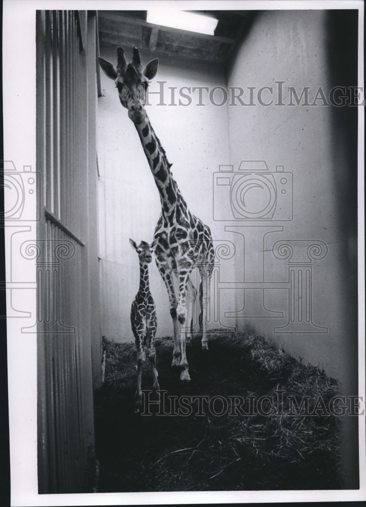Load image into Gallery viewer, 1969 Press Photo Spot with her colt Laura which was born at Milwaukee County Zoo
