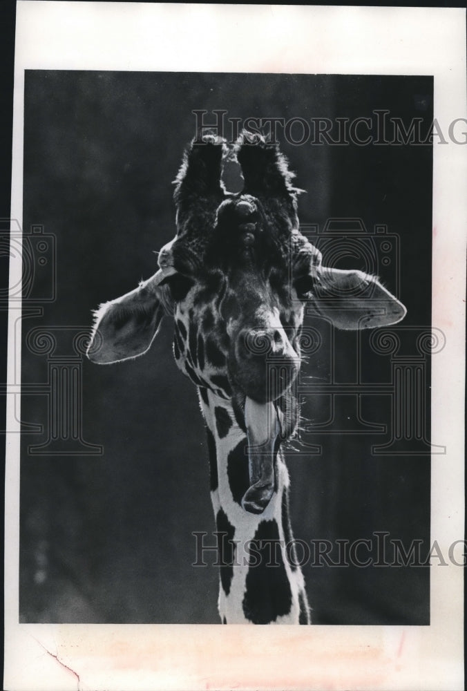 1979 Press Photo Milwaukee County Zoo giraffe stuck out its two tone tongue.