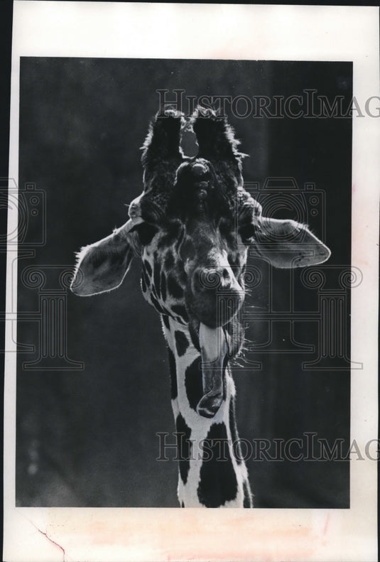 1979 Press Photo Milwaukee County Zoo giraffe stuck out its two tone tongue.