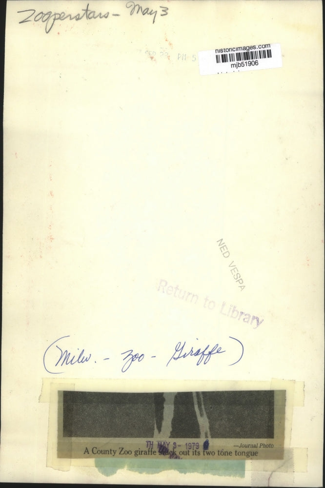 1979 Press Photo Milwaukee County Zoo giraffe stuck out its two tone tongue.