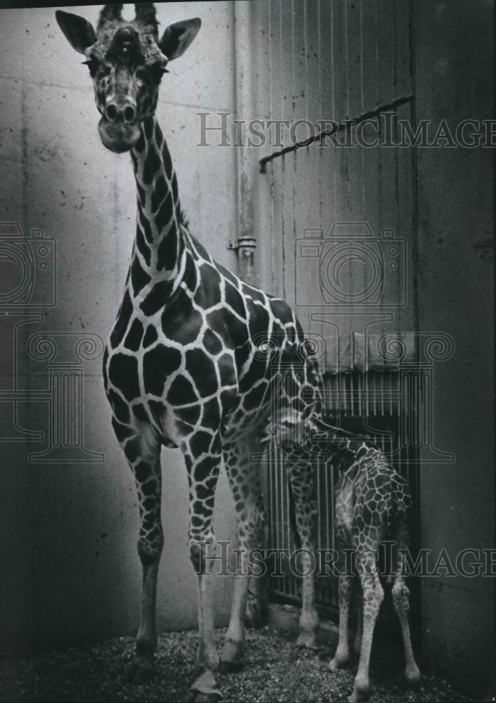 1973 Press Photo Houseshoe the Giraffe with her baby at the Milwaukee County Zoo- Historic Images