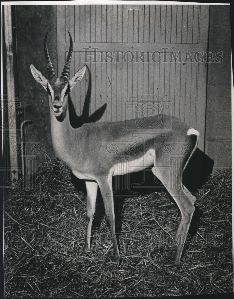 1964 Press Photo The male grant gazelle in Milwaukee - mjb51912- Historic Images