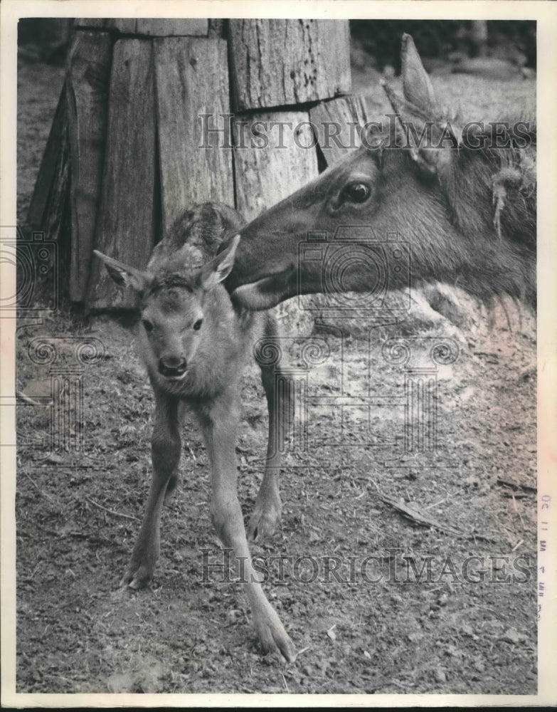 1967 Press Photo An American elk calf was born at a Milwaukee zoo.- Historic Images