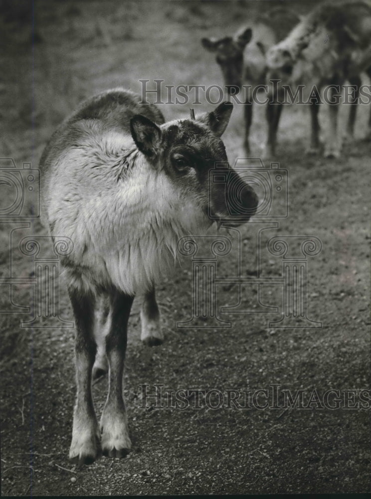 1979 Press Photo barren ground Caribou at the Milwaukee County Zoo in Milwaukee.- Historic Images