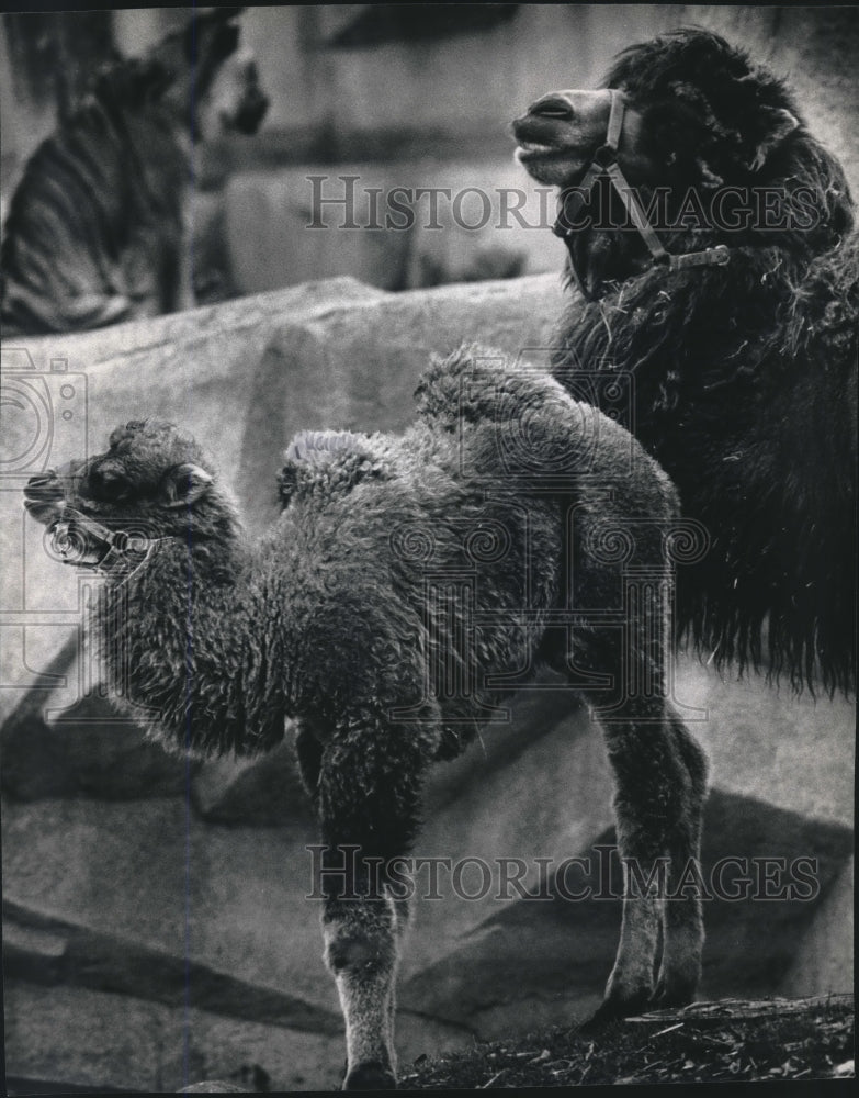 1991 Press Photo Joshua the newest Bactrian Camel at the Milwaukee County Zoo.- Historic Images