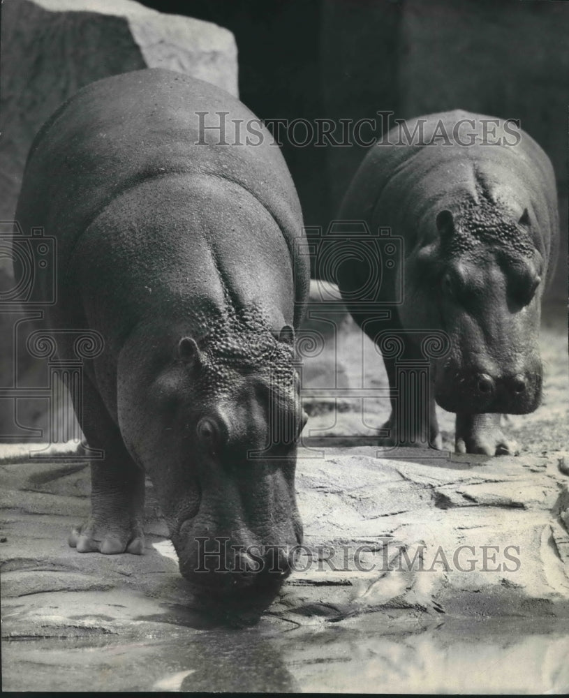 1943 Press Photo A pair of hippos at the Milwaukee Washington Park Zoo- Historic Images