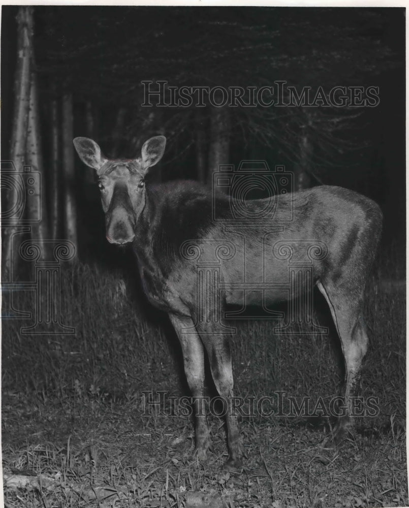 1955 Press Photo One of the Moose of Isle Royale - mjb52327