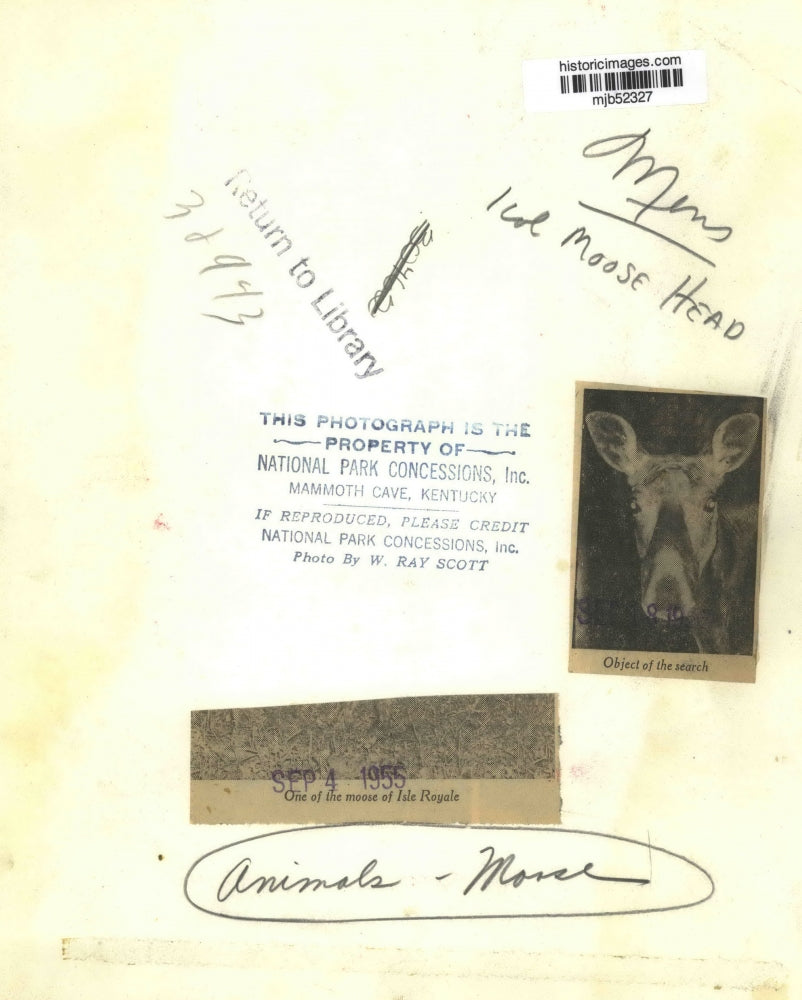 1955 Press Photo One of the Moose of Isle Royale - mjb52327