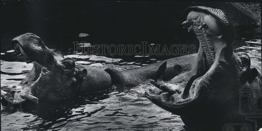 1978 Press Photo Hippos, Cleo And Pinky, At Milwaukee Zoo- Historic Images