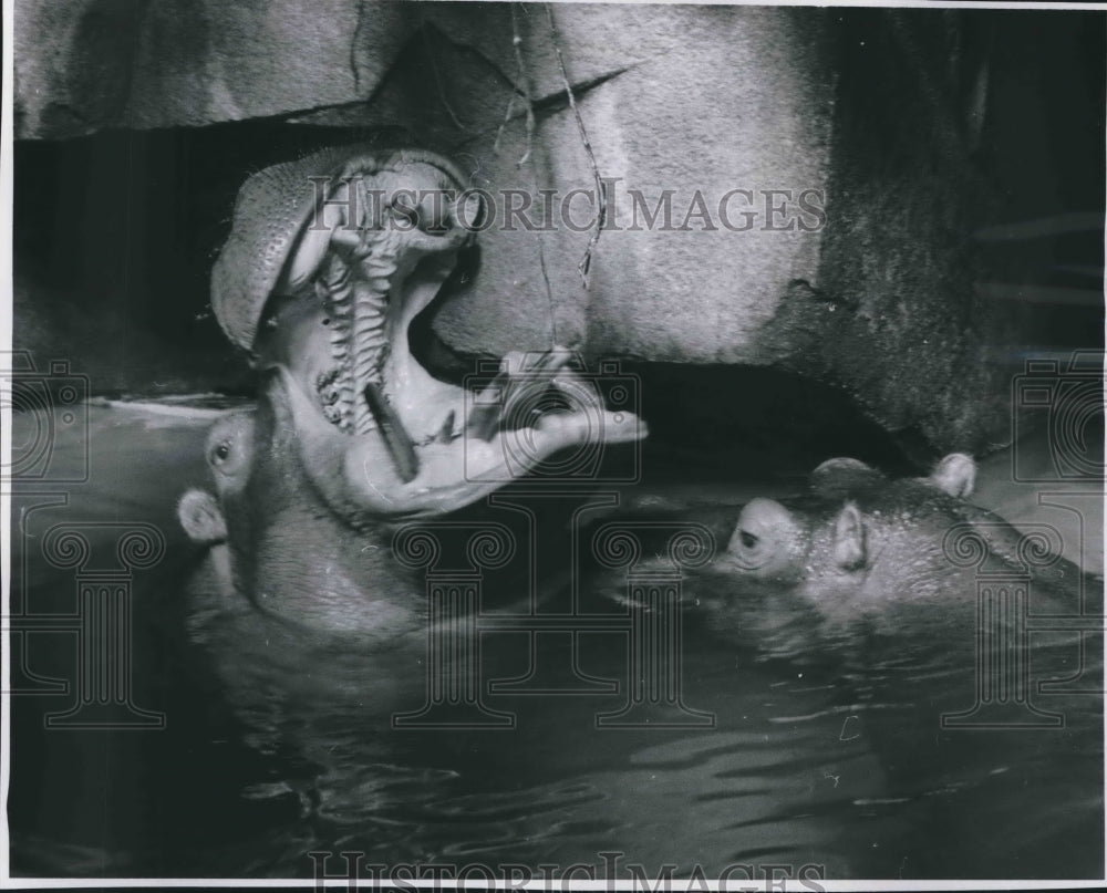 1962 Press Photo Hippopotamuses, Cleo And Tony, In African Wing Of Milwaukee Zoo