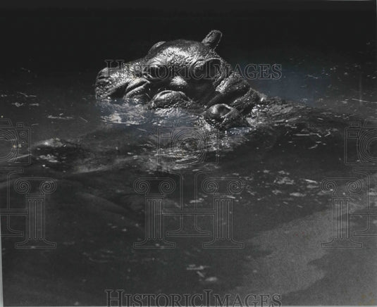 1975 Press Photo Hippo Paddy Holds Up Her Newborn Son At Milwaukee County Zoo- Historic Images