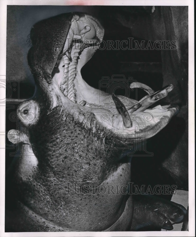 1963 Press Photo Hippopotamus Opens Its Mouth For Lunchy At Zoo In Milwaukee