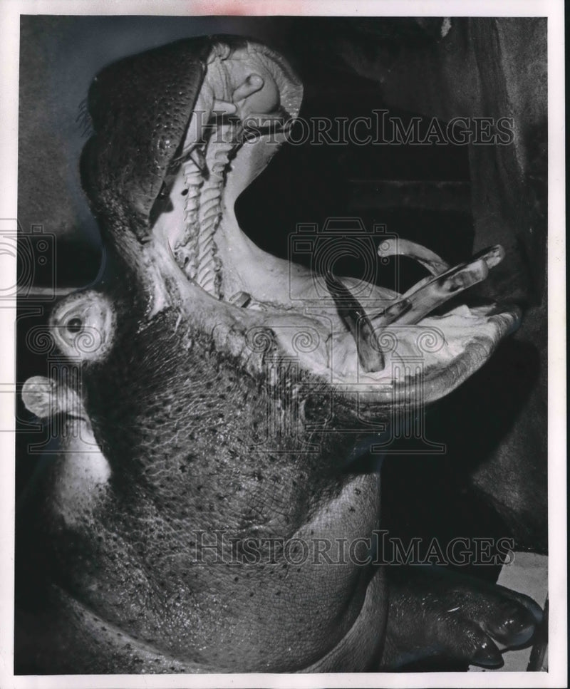 Load image into Gallery viewer, 1963 Press Photo Hippopotamus Opens Its Mouth For Lunchy At Zoo In Milwaukee
