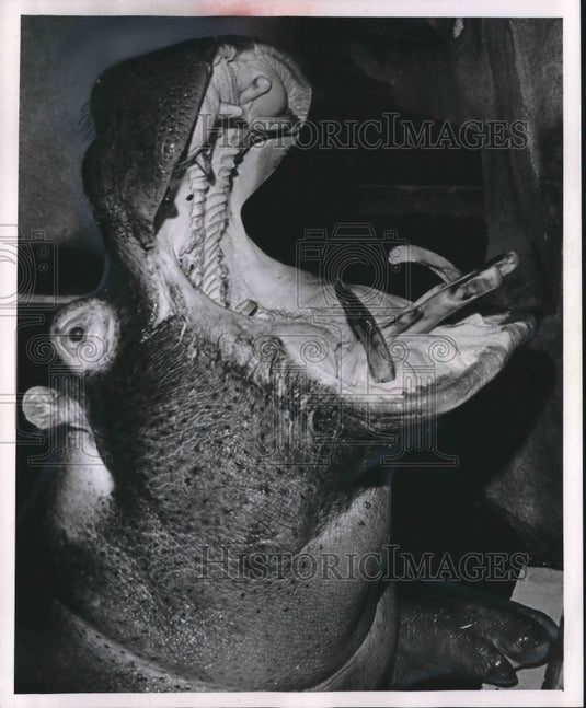 1963 Press Photo Hippopotamus Opens Its Mouth For Lunchy At Zoo In Milwaukee