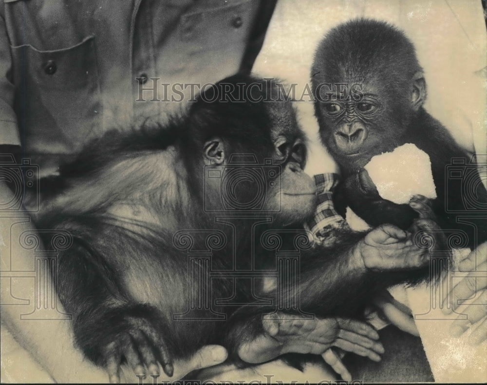 1982 Press Photo Mandara baby gorilla and Sintang an orangutan at Zoo, Milwaukee- Historic Images