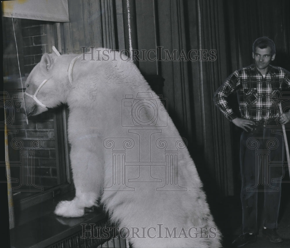 1956 Press Photo Trainer Stands Next To His Curious Polar Bear In Milwaukee- Historic Images