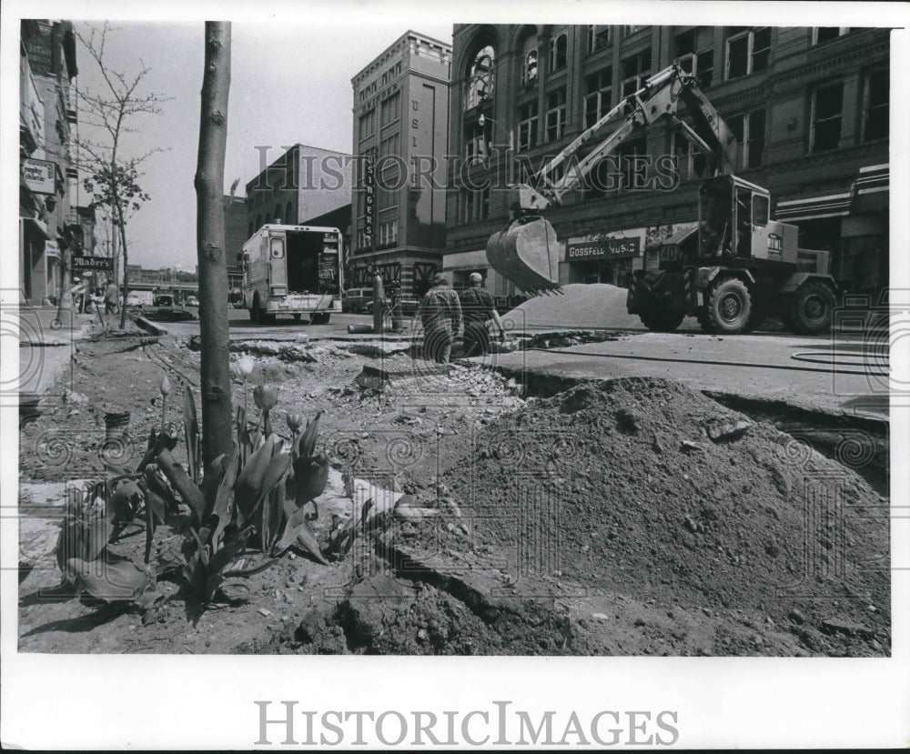 1976 Press Photo Tulips Survive 3rd Street Construction Milwaukee, Wisconsin- Historic Images