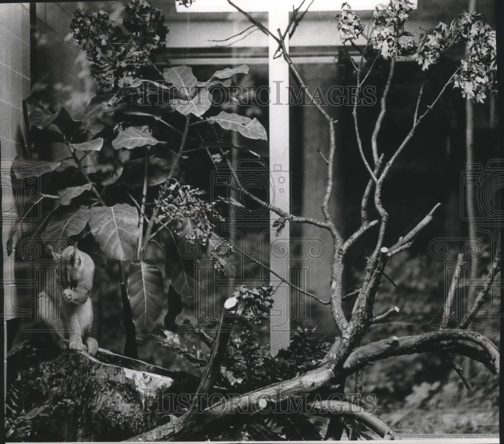 1965 Press Photo Caracal Cat at the Milwaukee County Zoo in Wisconsin- Historic Images