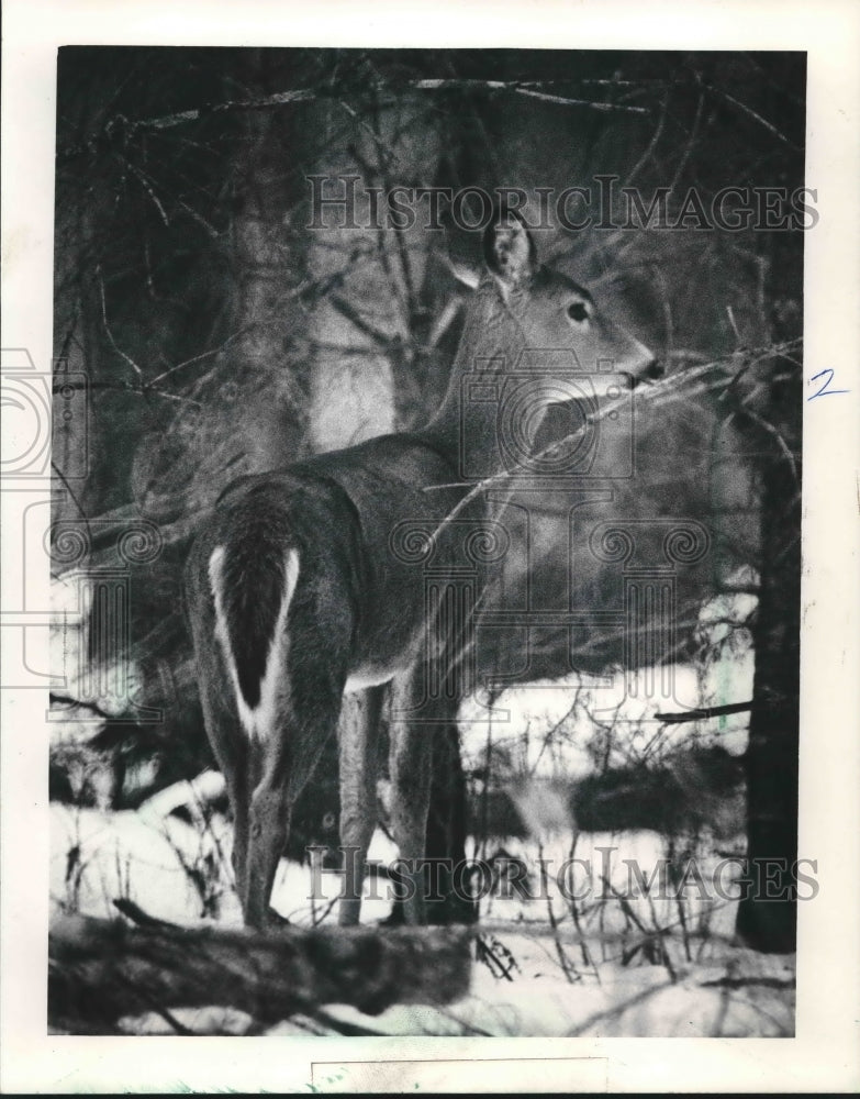 1986 Press Photo Deer Standing in Woods, River Hills, Wisconsin - mjb53683