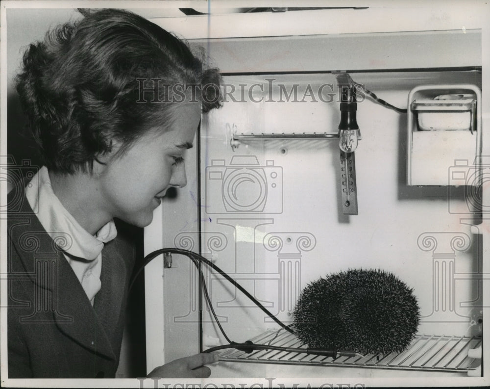 1954 Press Photo Nurse Eva Lindner checks on hedgehog in Stockholm, Sweden- Historic Images