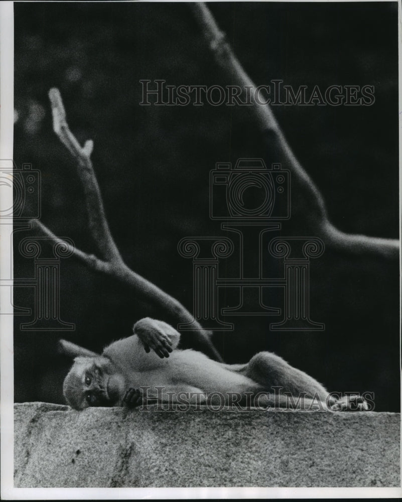 1961 Press Photo Milwaukee Zoo monkey- Historic Images