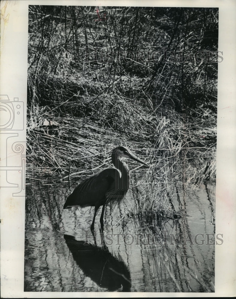 Load image into Gallery viewer, 1972 Press Photo A Great Blue Heron is stalking prey in a Forest County stream
