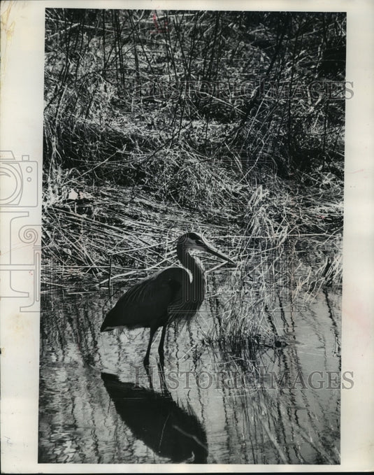 1972 Press Photo A Great Blue Heron is stalking prey in a Forest County stream