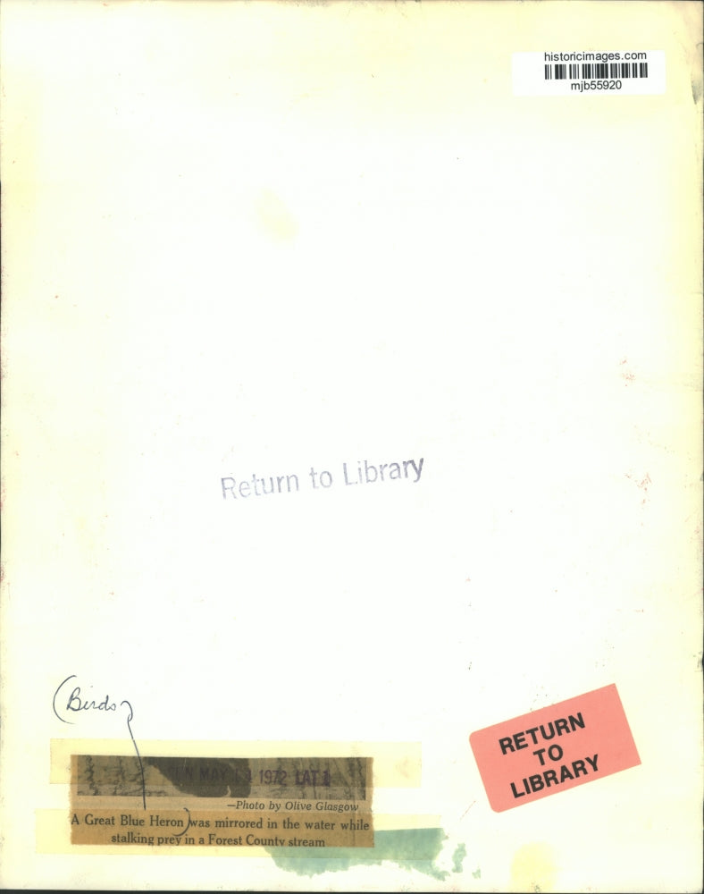 1972 Press Photo A Great Blue Heron is stalking prey in a Forest County stream