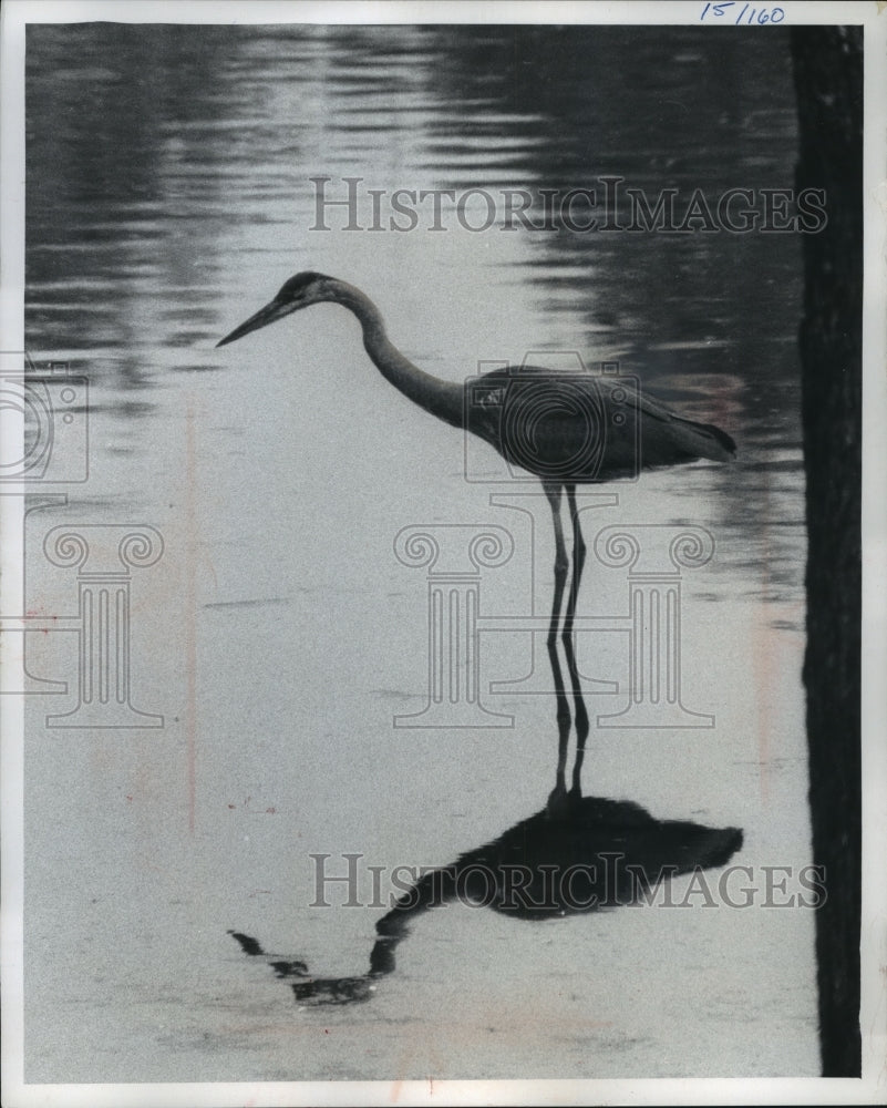 1975 Press Photo great blue heron stands in a typical fishing pose - mjb55974