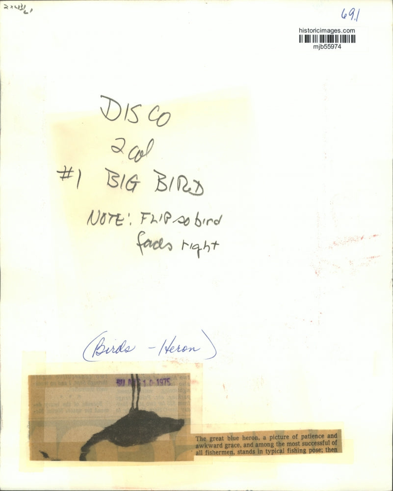 1975 Press Photo great blue heron stands in a typical fishing pose - mjb55974