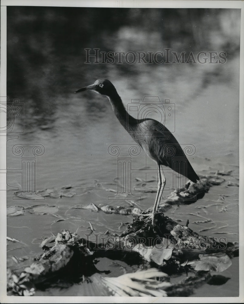 1952 Press Photo Blue heron on the banks of Florida ponds and lakes- Historic Images