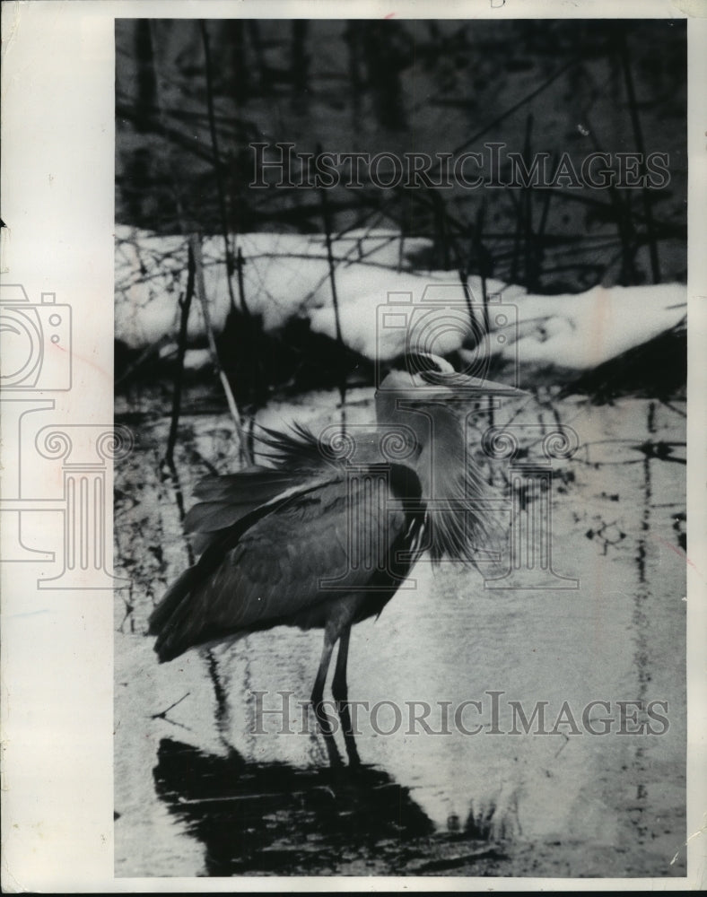 1973 Press Photo Heron's feathers ruffled by wind in Forest County - mjb55991