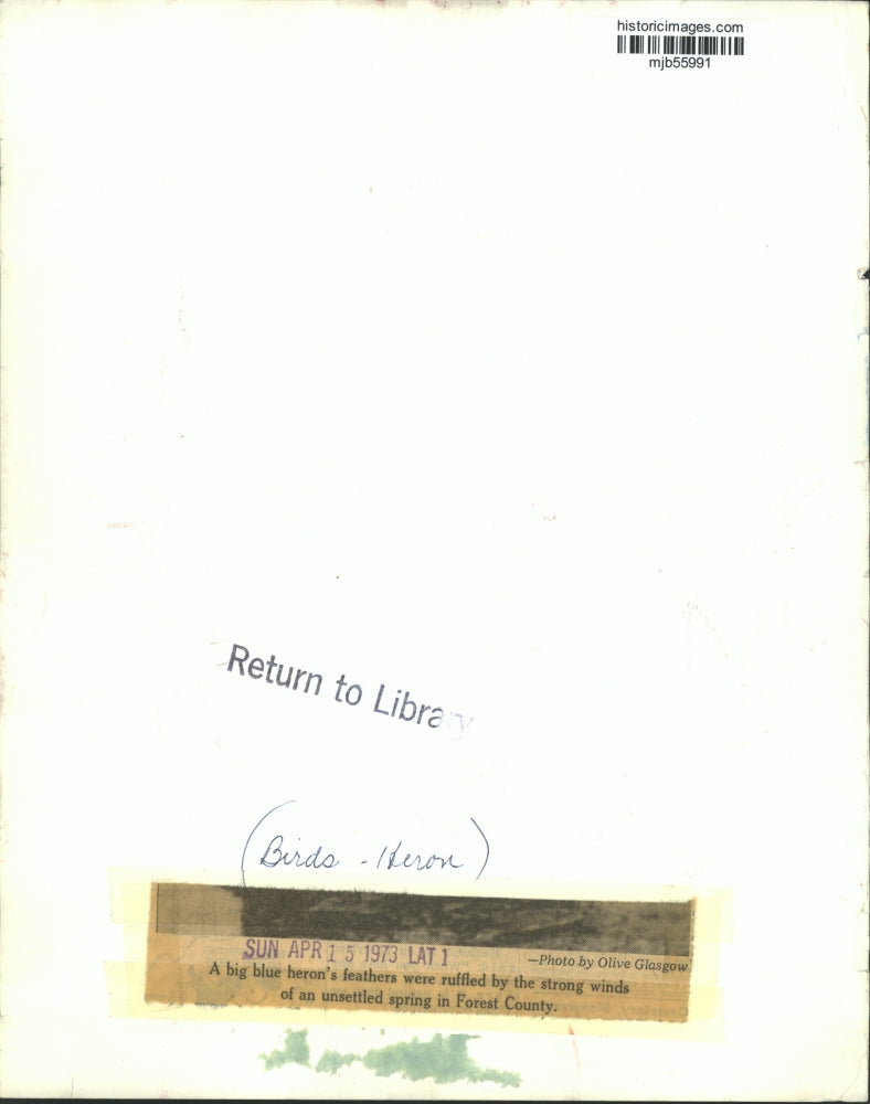 1973 Press Photo Heron's feathers ruffled by wind in Forest County - mjb55991