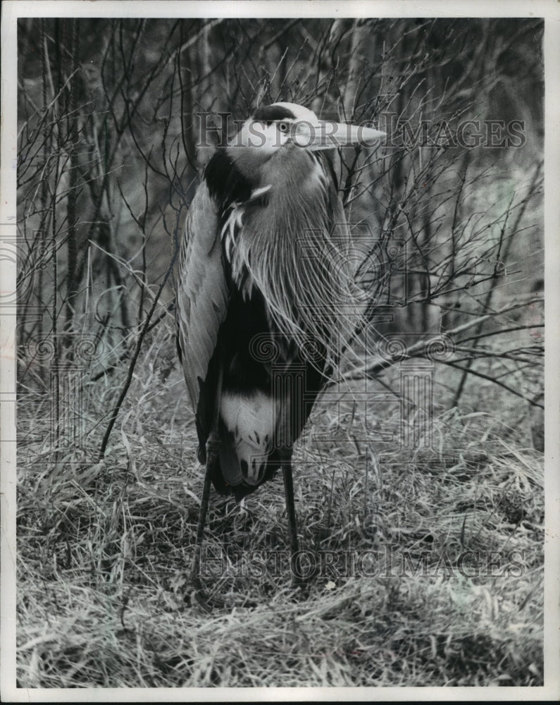 1969 Press Photo Black crowned night heron - mjb55992