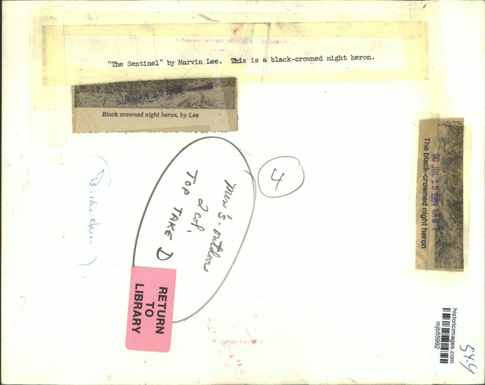 1969 Press Photo Black crowned night heron - mjb55992