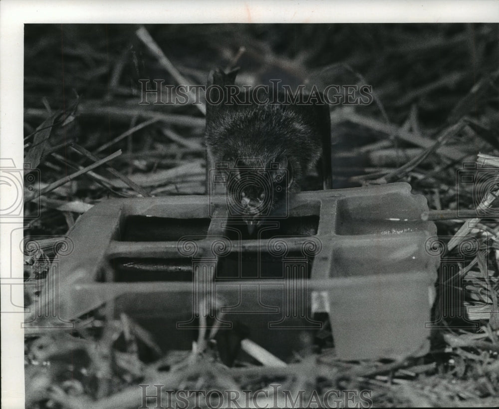 1971 Press Photo Vampire bat at Milwaukee Zoo- Historic Images