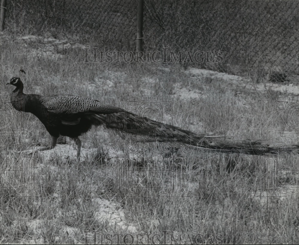 1964 Press Photo Milwaukee Zoo - Bird - mjb56662