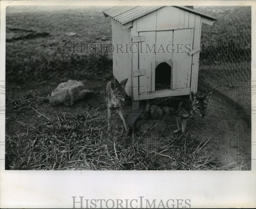 1965 Press Photo Young jackals by dog house and fence near Milwaukee, Wisconsin - Historic Images