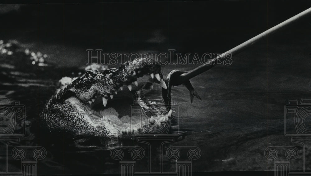 1979 Press Photo Al E. Gator prepared to devour snack at the Milwaukee zoo- Historic Images