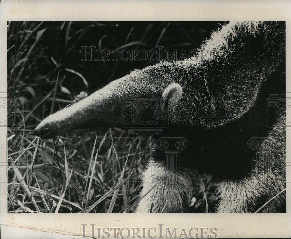  Press Photo A new anteater at the Milwaukee County Zoo- Historic Images