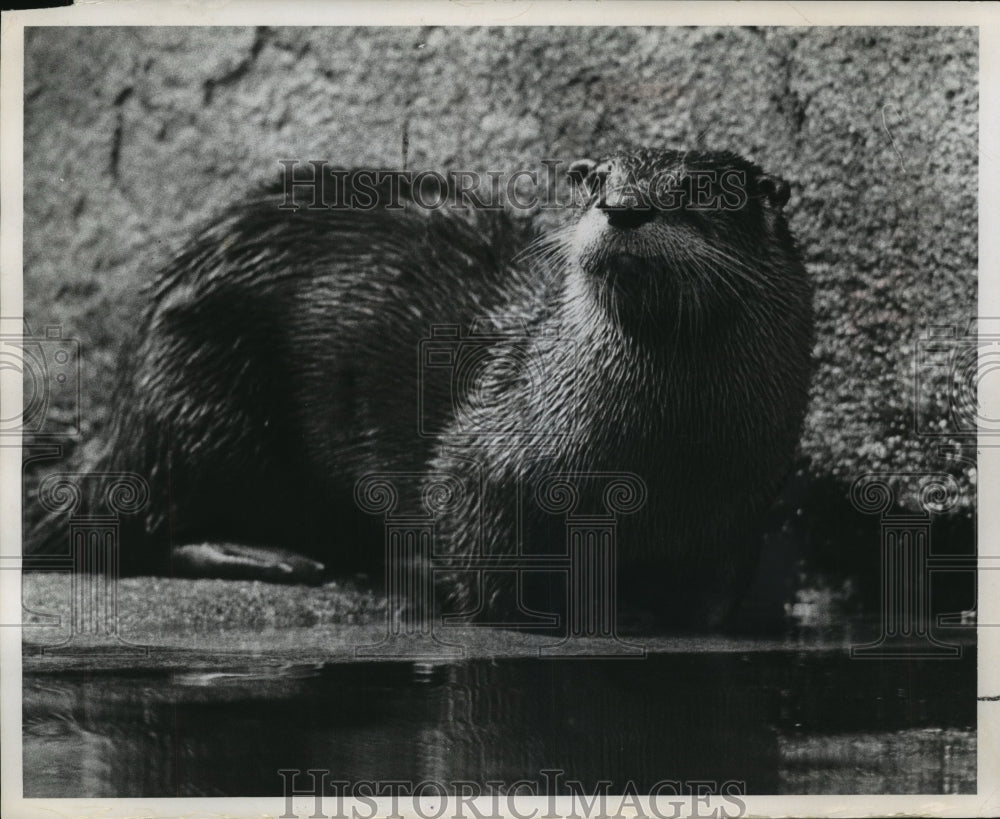 1966 Press Photo Canadian Otter Arrives At Milwaukee County Zoo - mjb56714