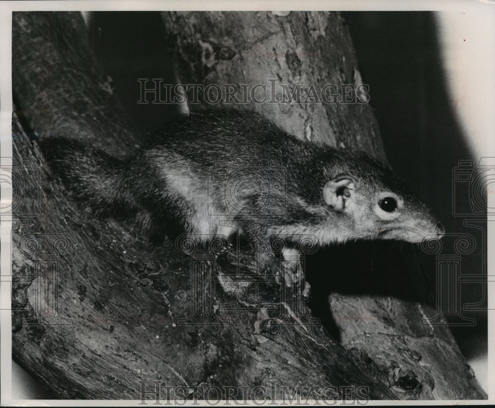 1968 Press Photo Shrew From Eastern Asia At Milwaukee County Zoo- Historic Images