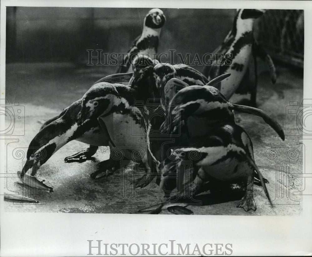 1977 Press Photo New Humboldt&#39;s Penguins Eat Dinner At Milwaukee County Zoo- Historic Images