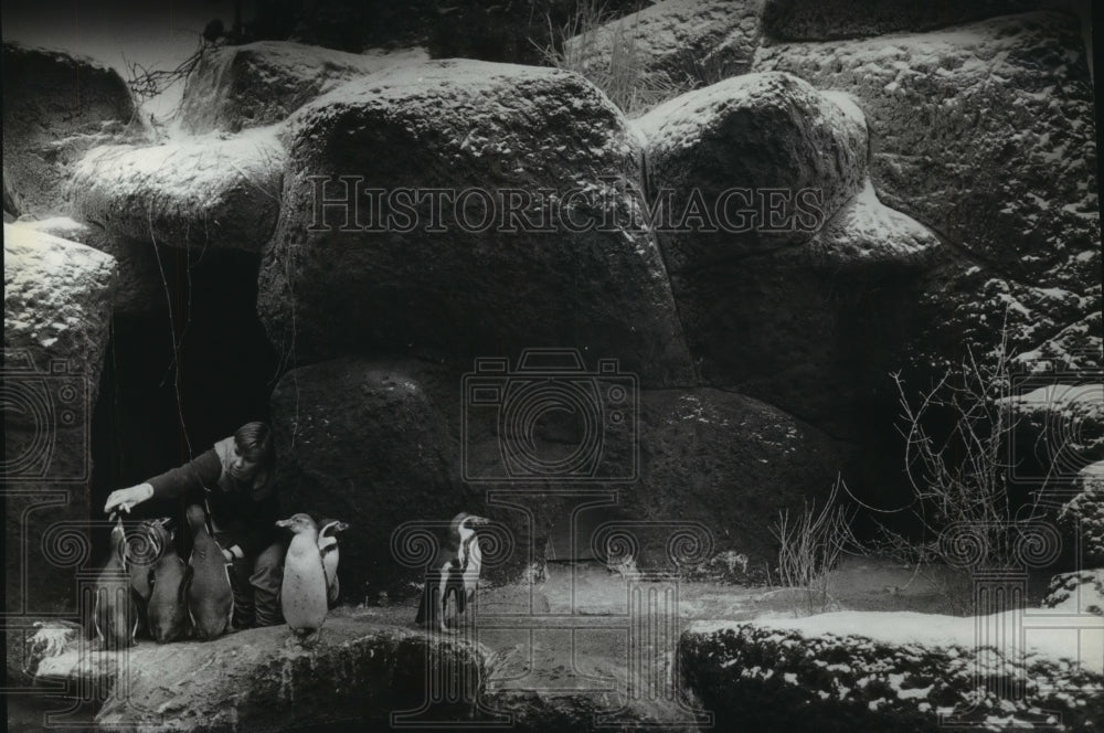 1989 Press Photo Humboldt penguins and zookeeper Ellen Saksefski at Milwaukee